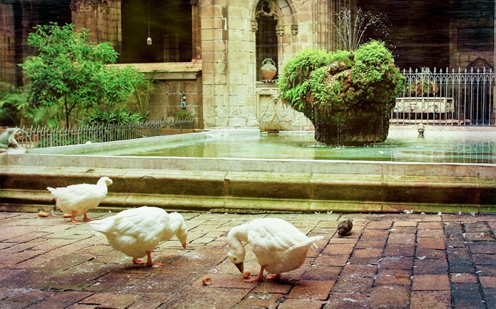 Geese by the fountain in the cloister of Barcelona Cathedral.