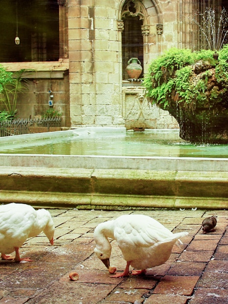 Geese by the fountain in the cloister of Barcelona Cathedral.