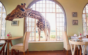 Giraffe peering through window at Karen Blixen Museum, Nairobi.