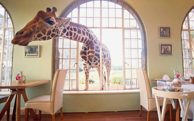 Giraffe peering through window at Karen Blixen Museum, Nairobi.