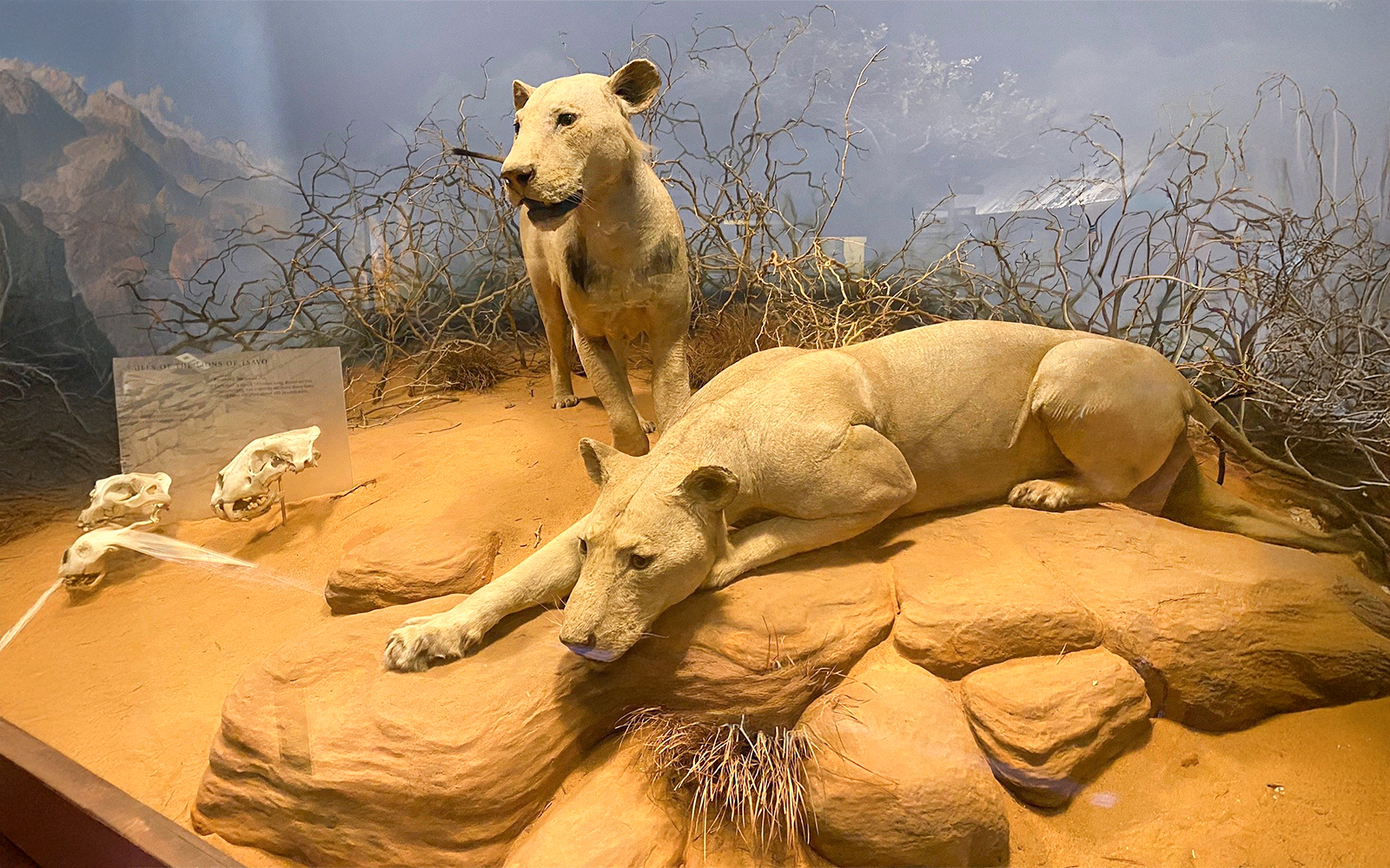 Lions in a savanna diorama at the Field Museum of Natural History.