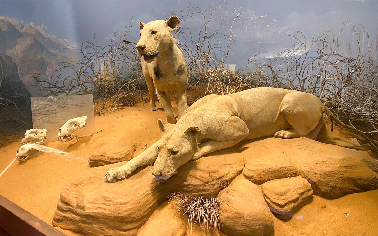 Lions in a savanna diorama at the Field Museum of Natural History.