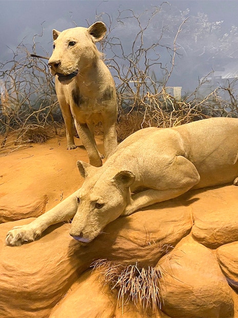 Lions in a savanna diorama at the Field Museum of Natural History.
