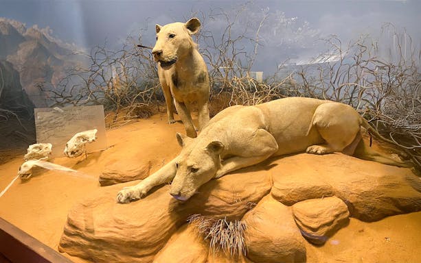Lions in a savanna diorama at the Field Museum of Natural History.
