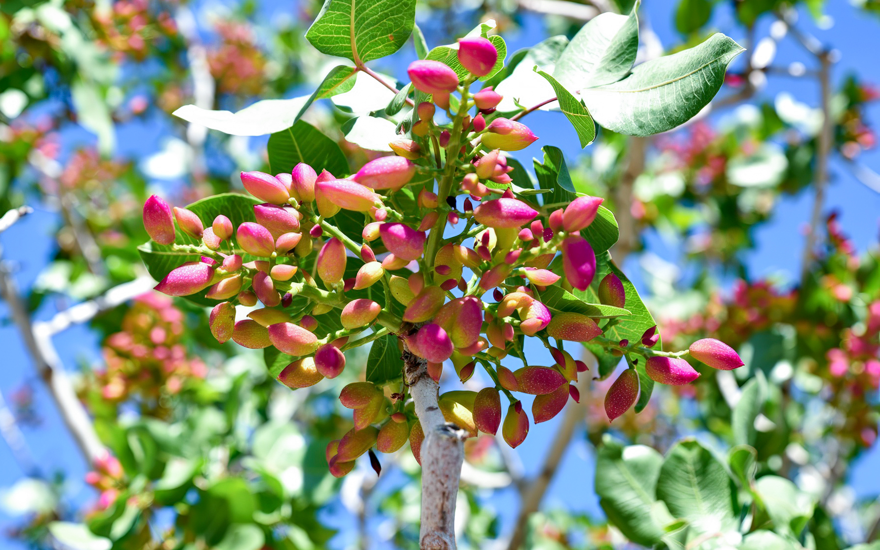Pistachio tree with ripe fruit in Greece against a clear blue sky.