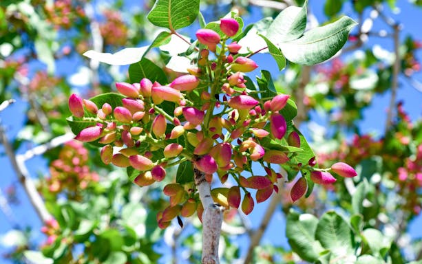 Pistachio tree with ripe fruit in Greece against a clear blue sky.