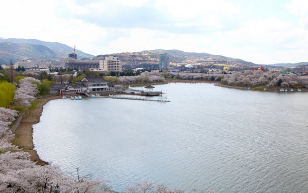 Cherry blossoms along a lake in Gyeongju, South Korea, with distant mountains and buildings.