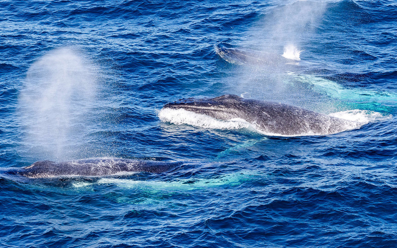 Humpback whales exhaling water in the ocean.