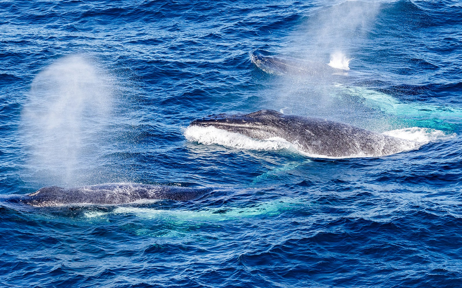 Humpback whales exhaling water in the ocean.