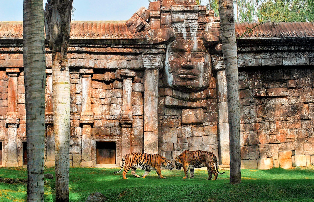 Tigers in front of ancient-style stone structure at Bioparc Valencia.