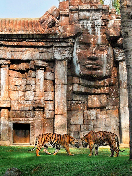Tigers in front of ancient-style stone structure at Bioparc Valencia.