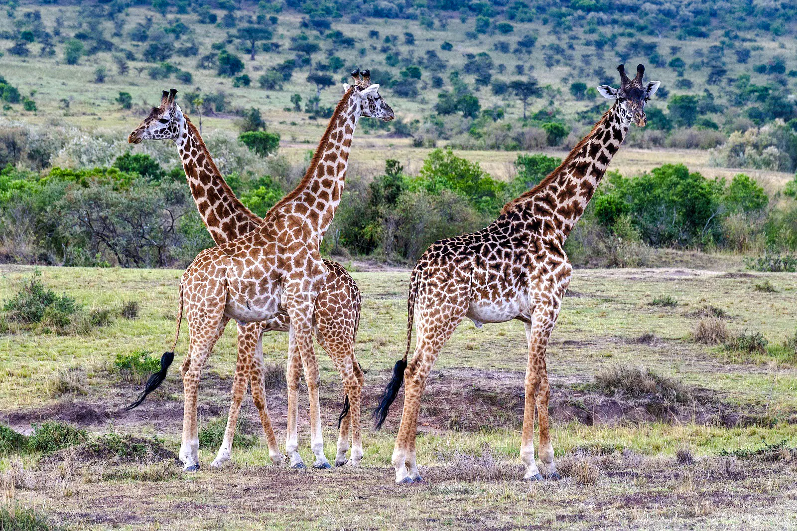 Giraffes in a savannah landscape at Giraffe Centre, Nairobi tour.
