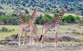 Giraffes in a savannah landscape at Giraffe Centre, Nairobi tour.