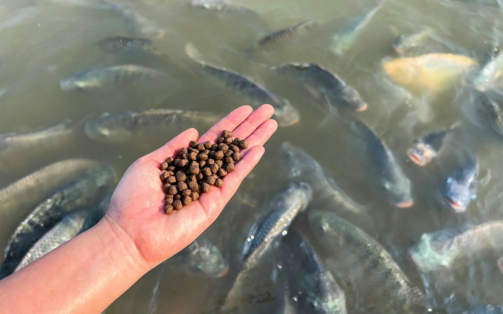 Aquascene Fish Feeding Sanctuary and Cafe