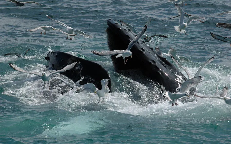Whale Watching Boat Trip and Penguin Colony Visit with Hotel Transfers in Hermanus