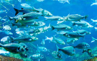 School of fish swimming in a tank at Coex Aquarium, Seoul.