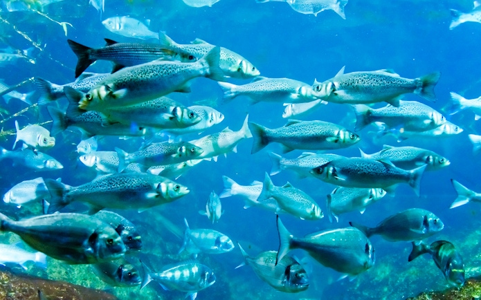 School of fish swimming in a tank at Coex Aquarium, Seoul.