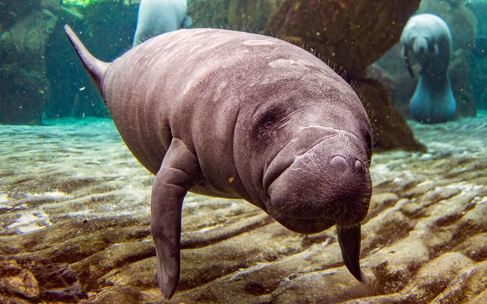 Genoa Aquarium - Manatees