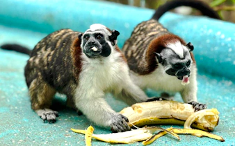 Monkeys eating bananas on Monkey Island tour, Panama City.