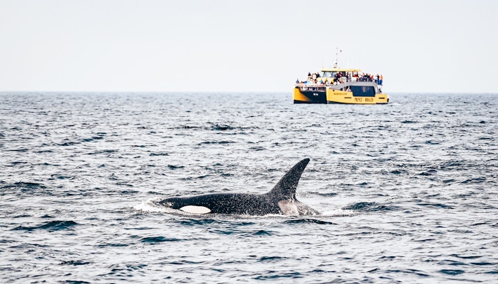 Orca whale swimming in the ocean near a whale watching tour boat, Victoria, Canada.