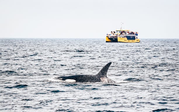Orca whale swimming in the ocean near a whale watching tour boat, Victoria, Canada.