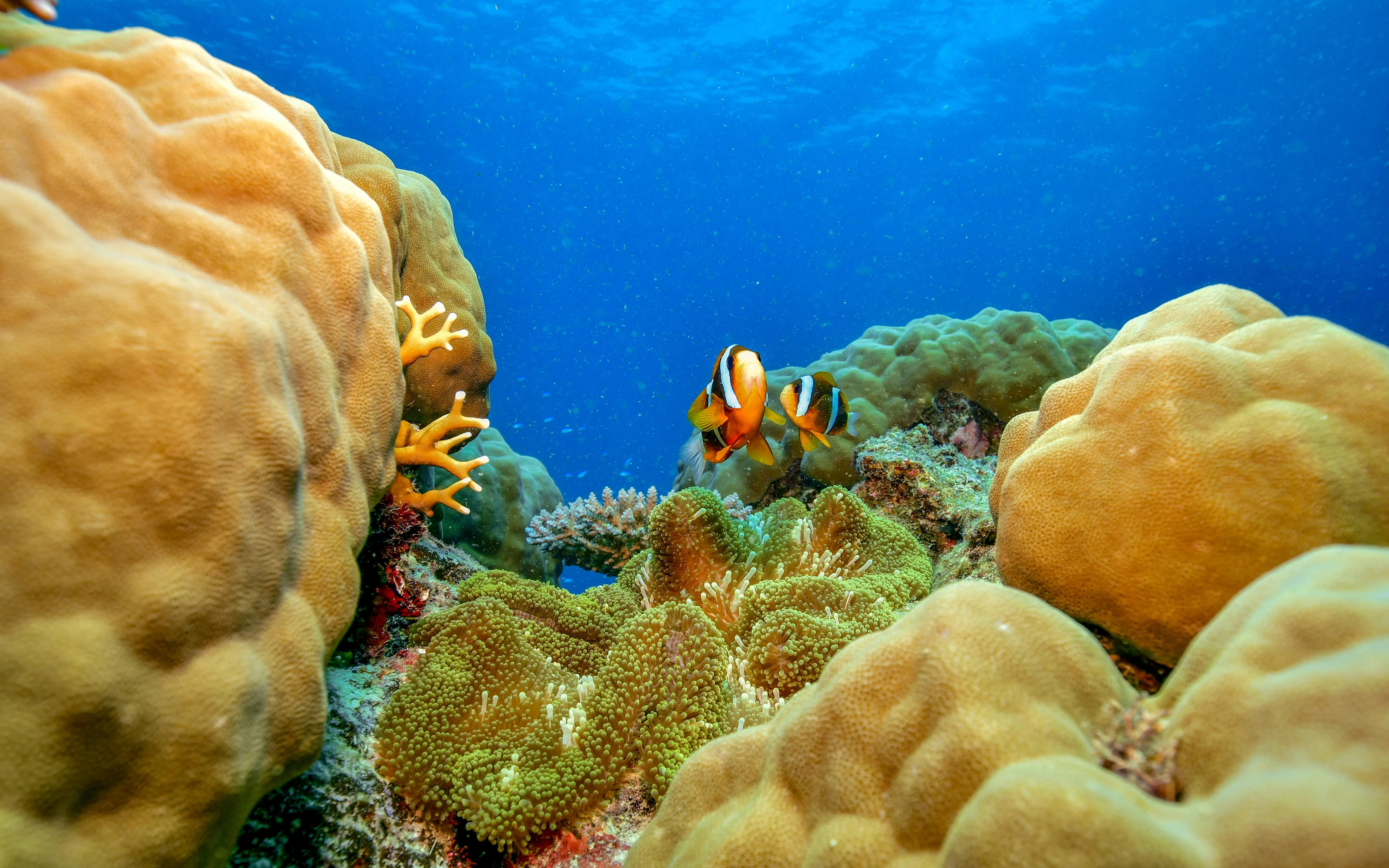 Clownfish swimming among coral reefs in the Great Barrier Reef, Cairns.