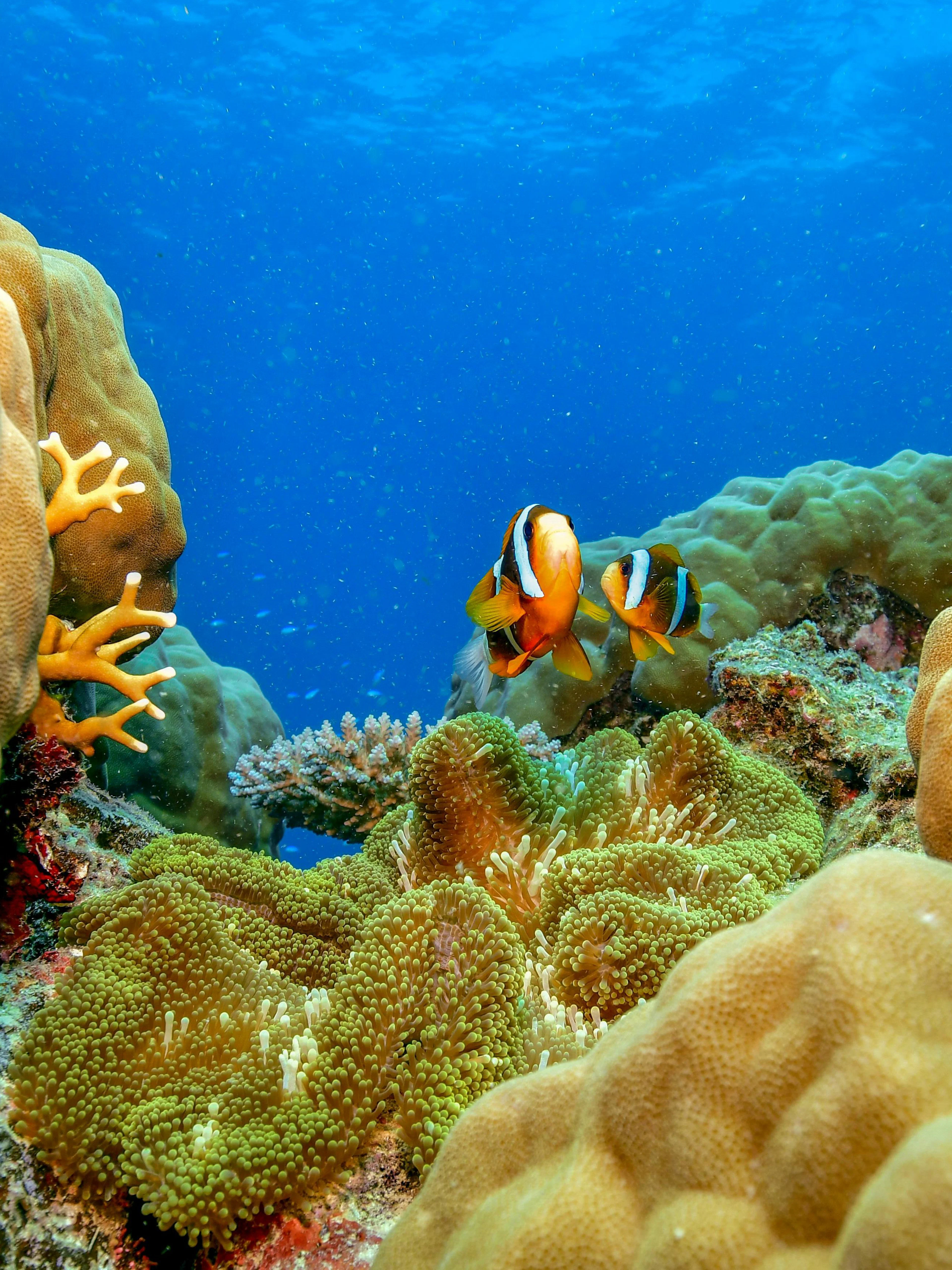 Clownfish swimming among coral reefs in the Great Barrier Reef, Cairns.