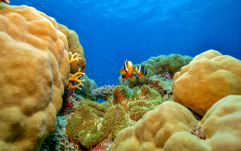 Clownfish swimming among coral reefs in the Great Barrier Reef, Cairns.