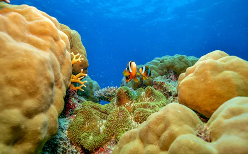 Clownfish swimming among coral reefs in the Great Barrier Reef, Cairns.