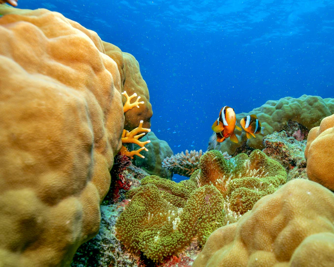 From Cairns: Snorkel Cruise to 2 Outer Reefs with Lunch & Optional Dive