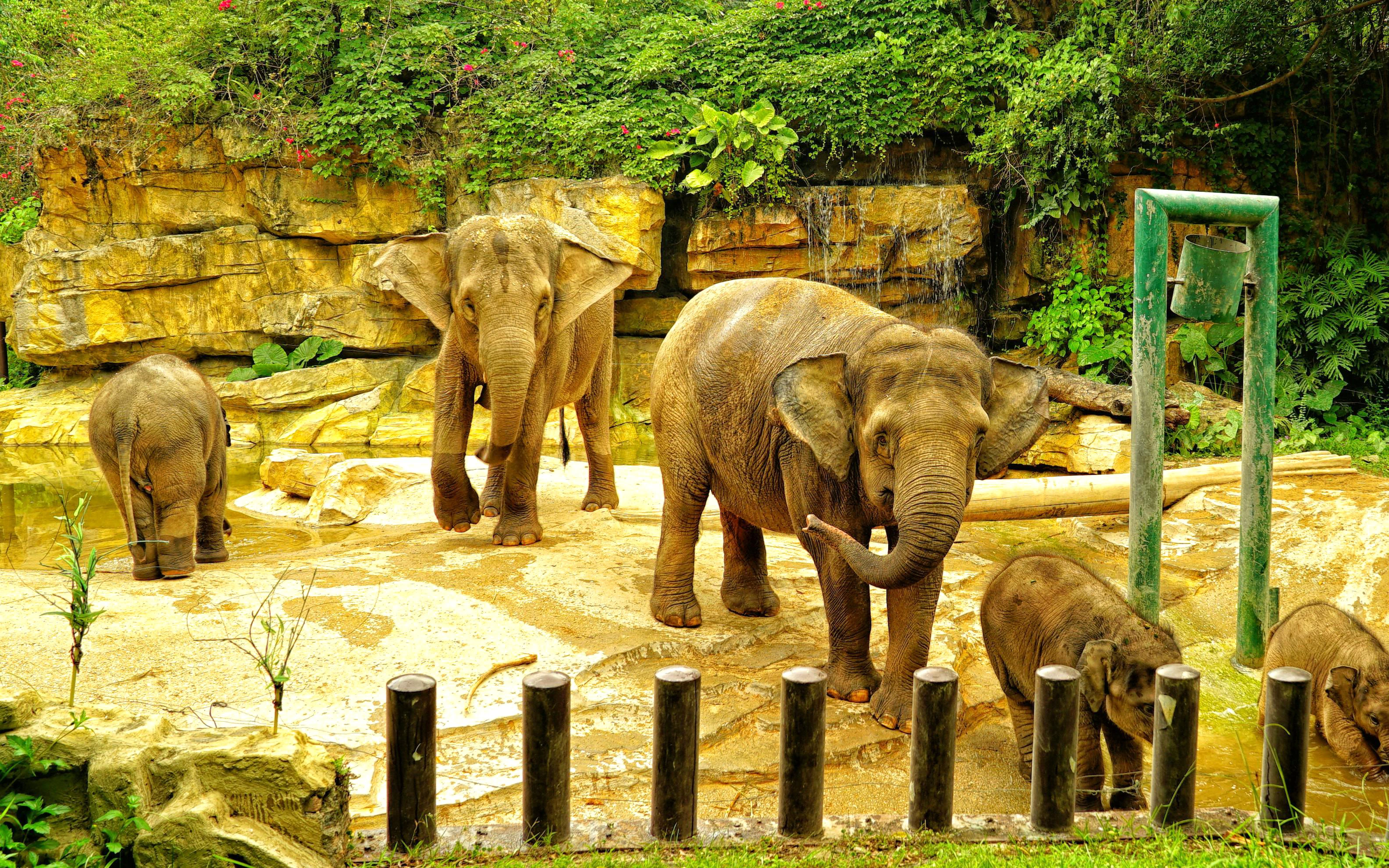 Elephants at Chimelong Safari Park in Guangzhou standing near rocks and greenery.