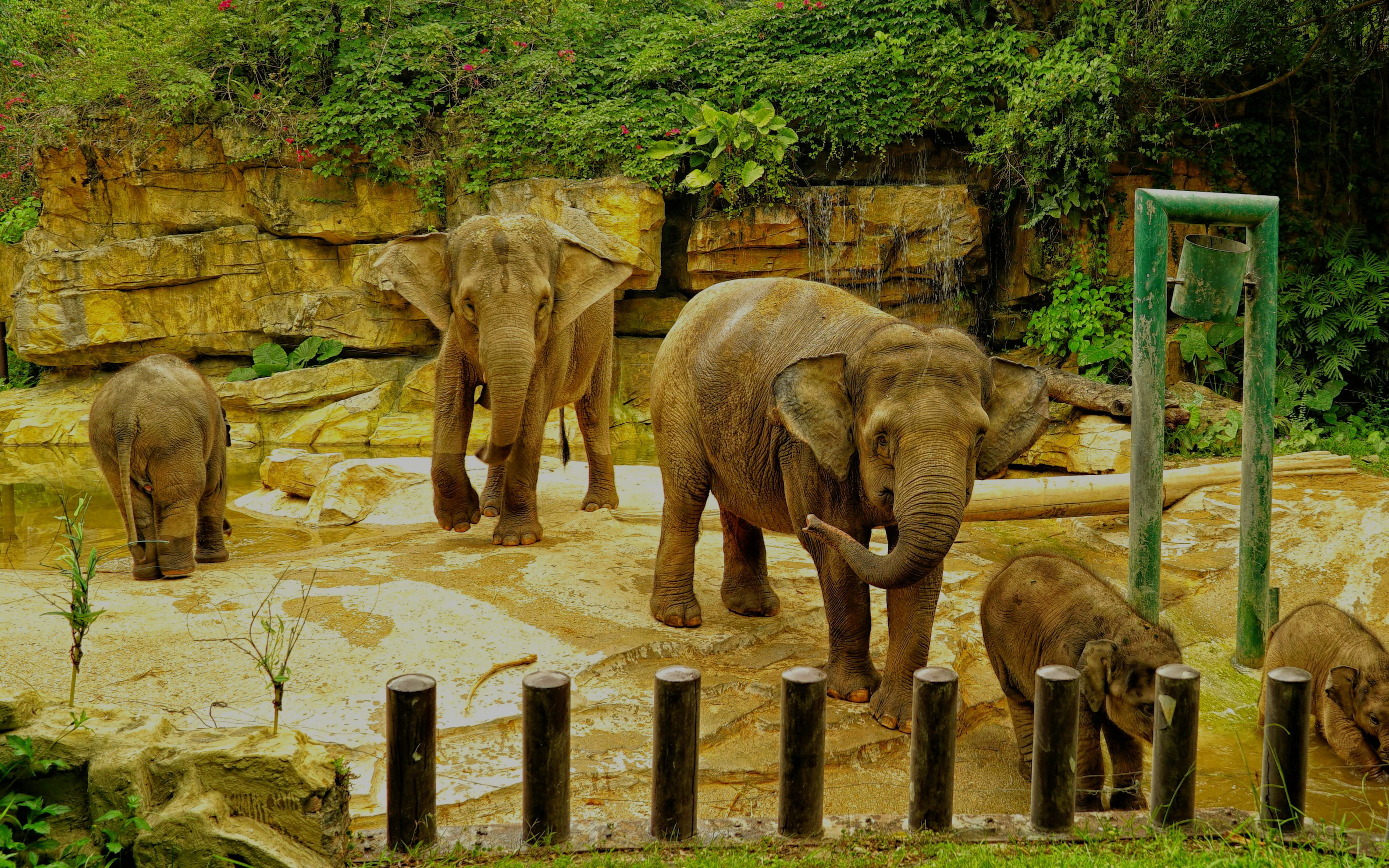 Elephants at Chimelong Safari Park in Guangzhou standing near rocks and greenery.