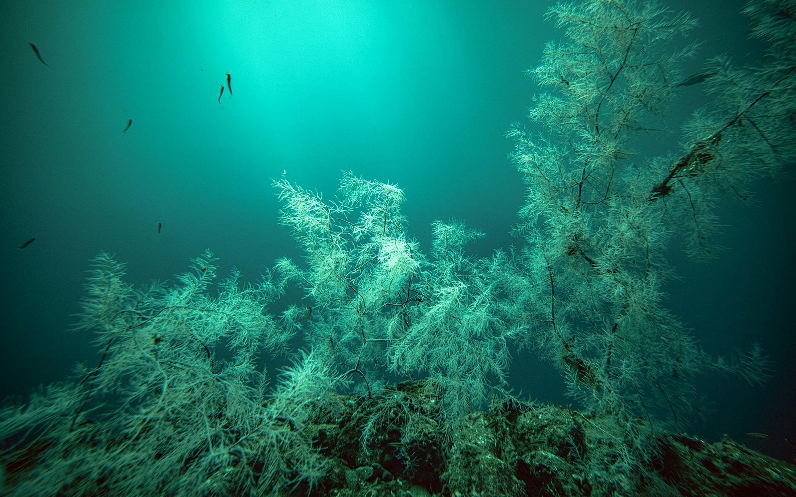 Black Coral forests