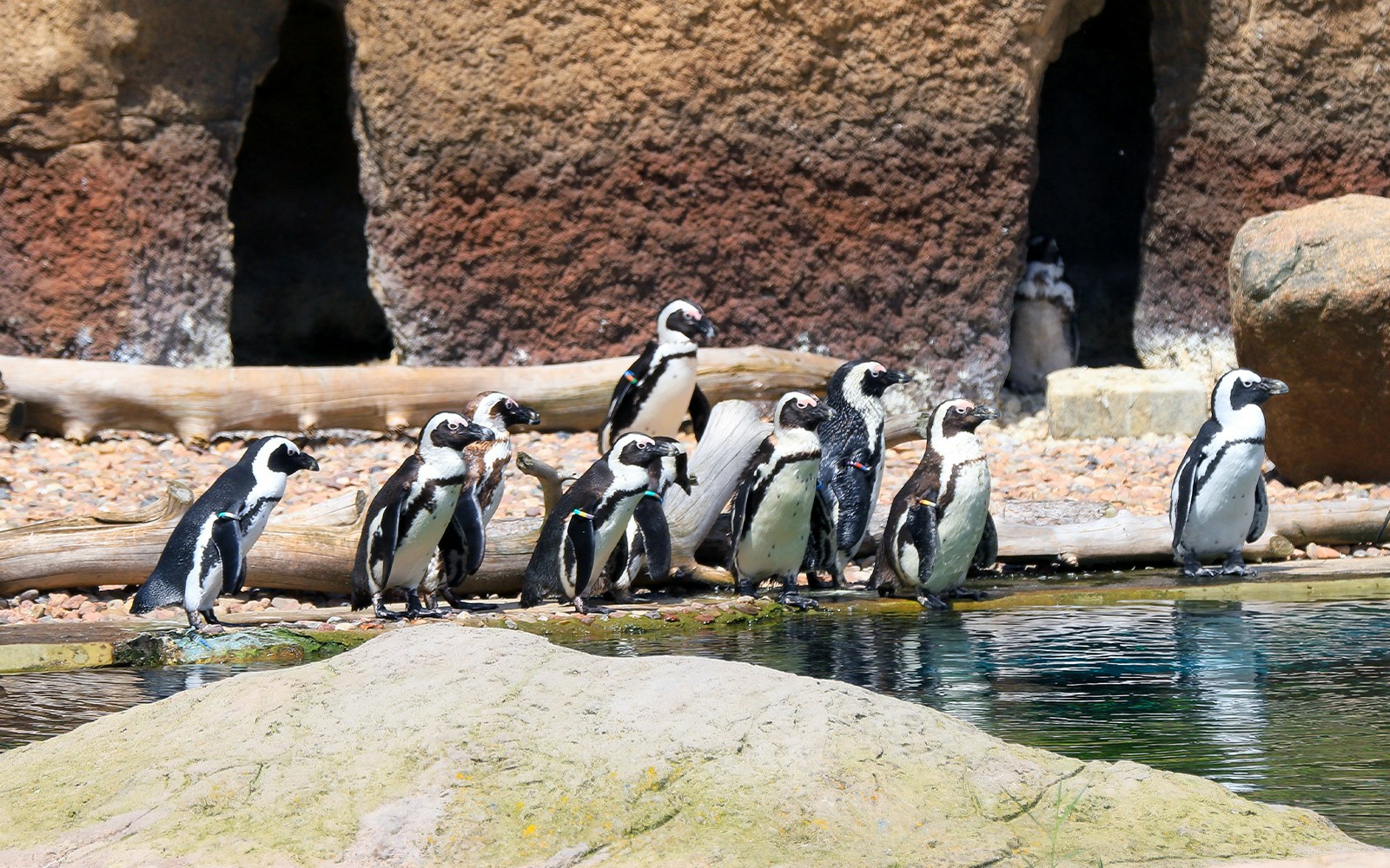 Penguins