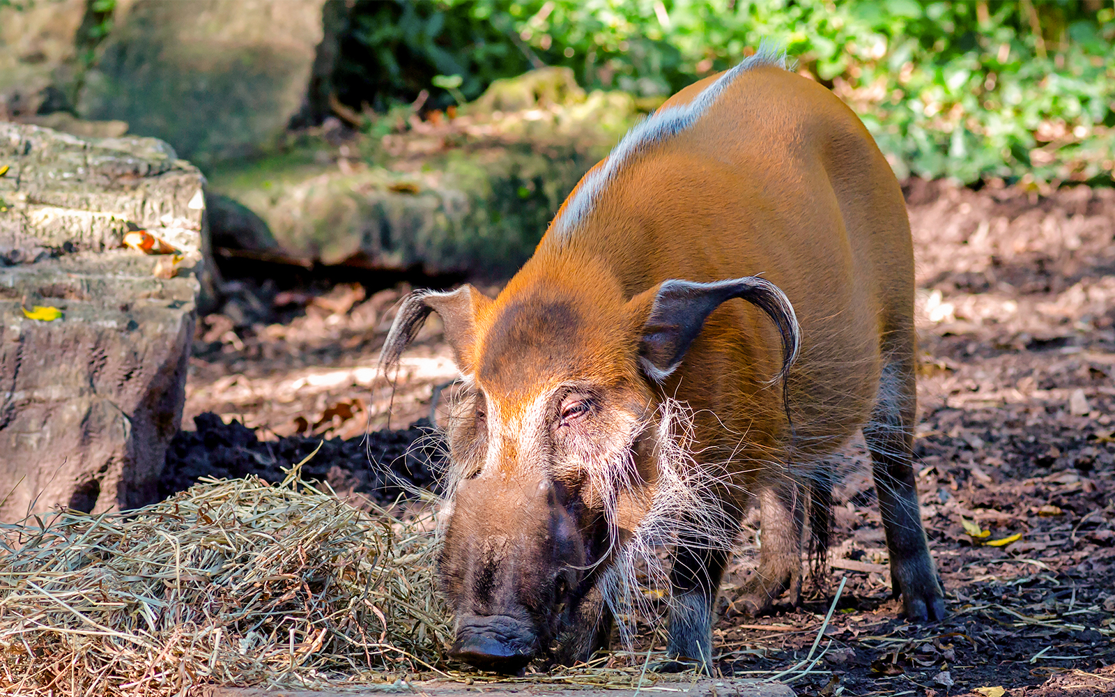 Red River Hog - Night Safari Singapore
