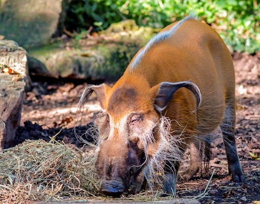 Red River Hog - Night Safari Singapore