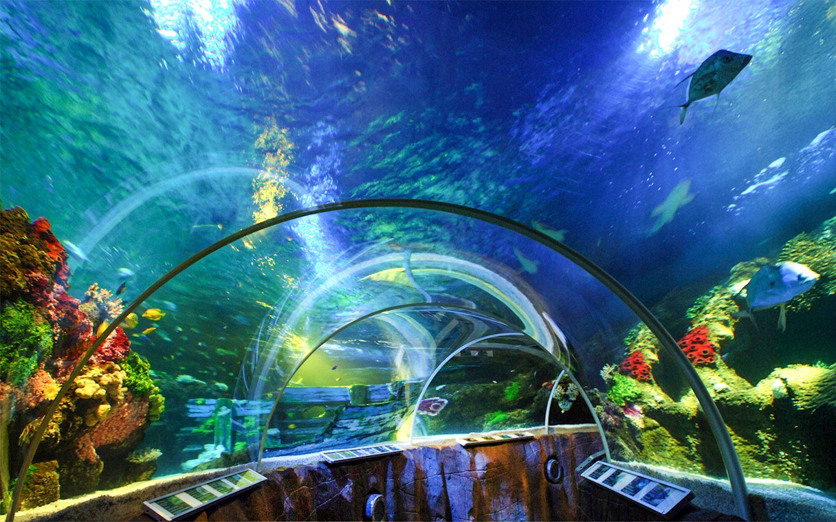 Underwater tunnel with marine life at Sea Life Timmendorfer Strand.