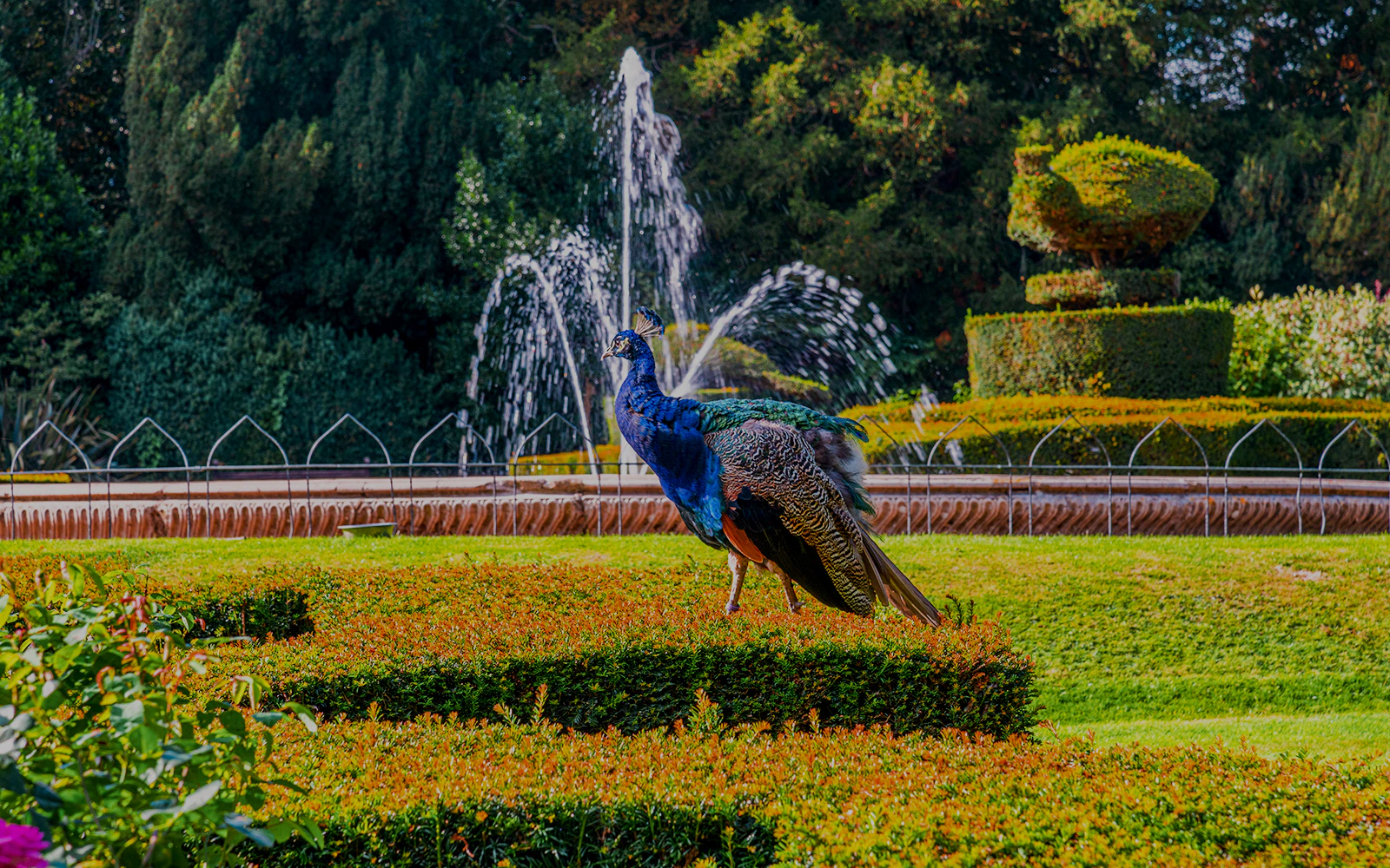 Peacock in the garden at Warwick Castle with fountains in the background.