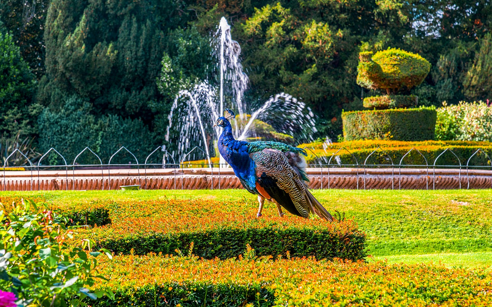 Un pavone nel giardino del castello di Warwick