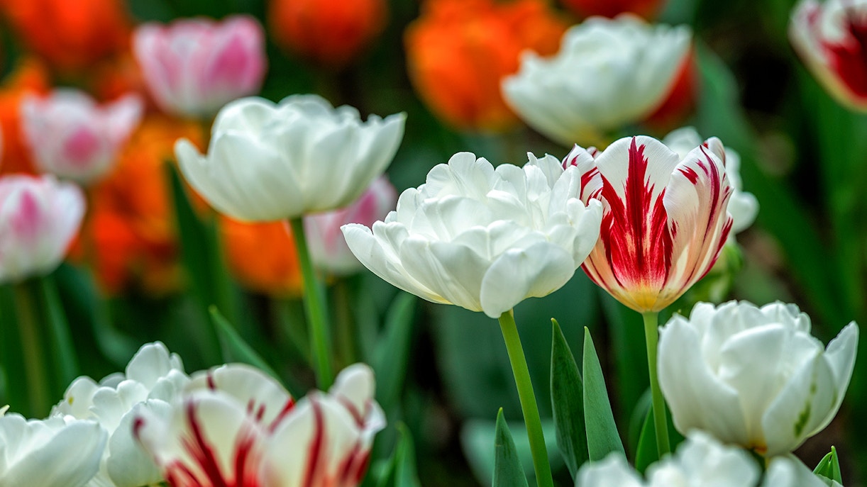 About Floral Fantasy Singapore