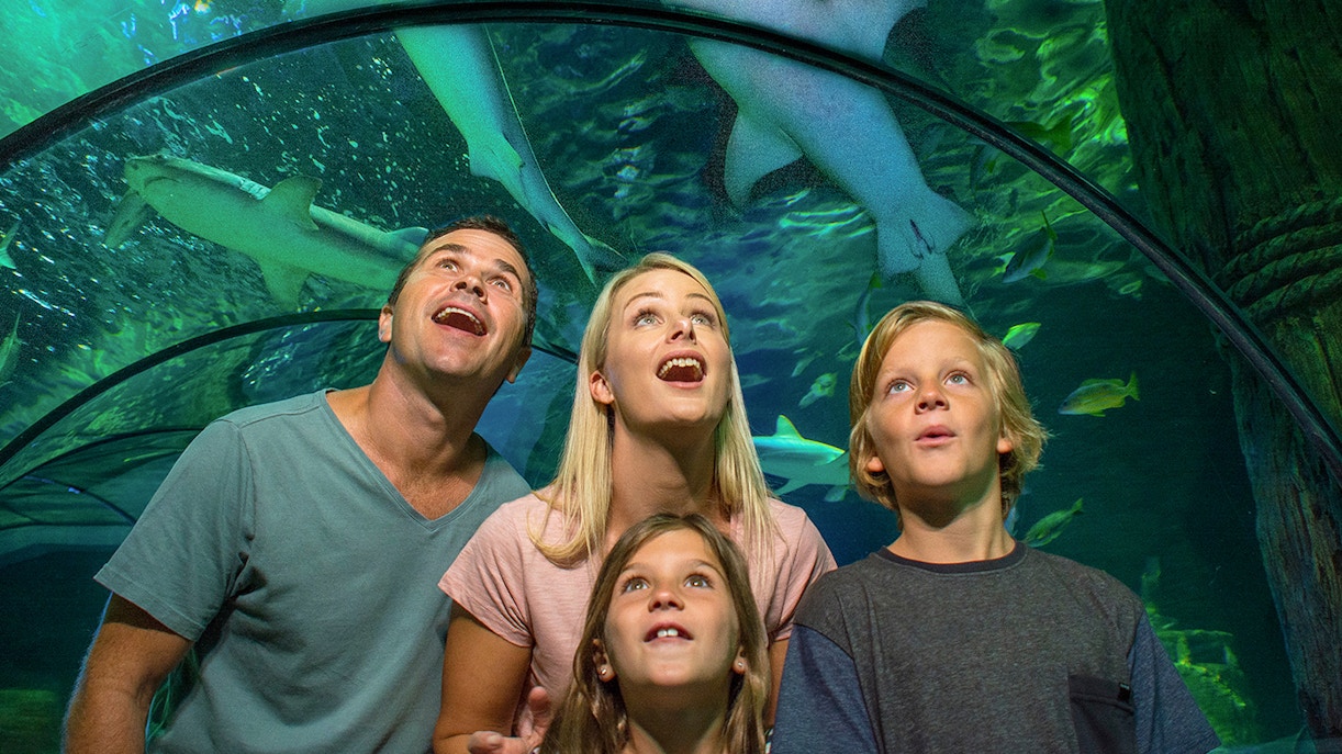 Sealife Sunshine Coast tourists