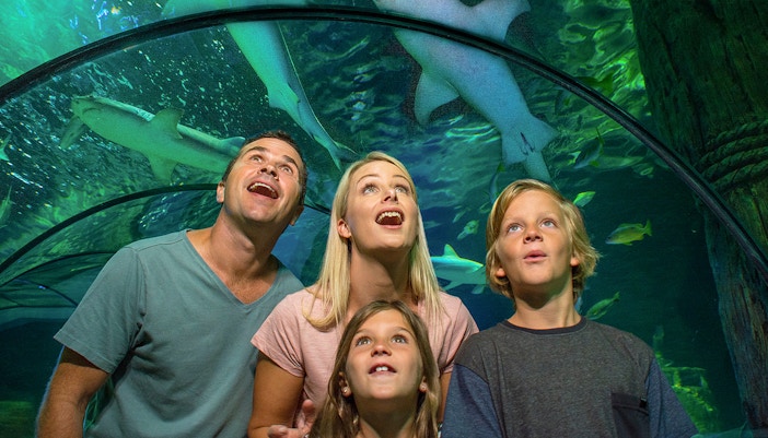 ocean tunnel sea life sunshine coast