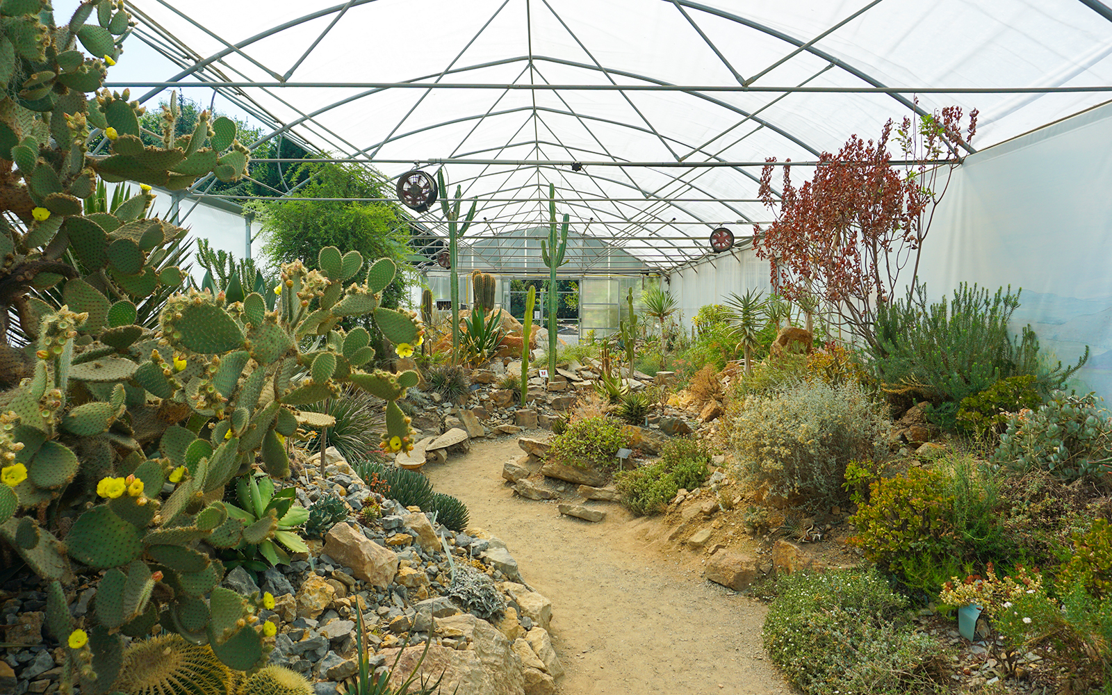 Cactus greenhouse in the Prague Botanical Gardens