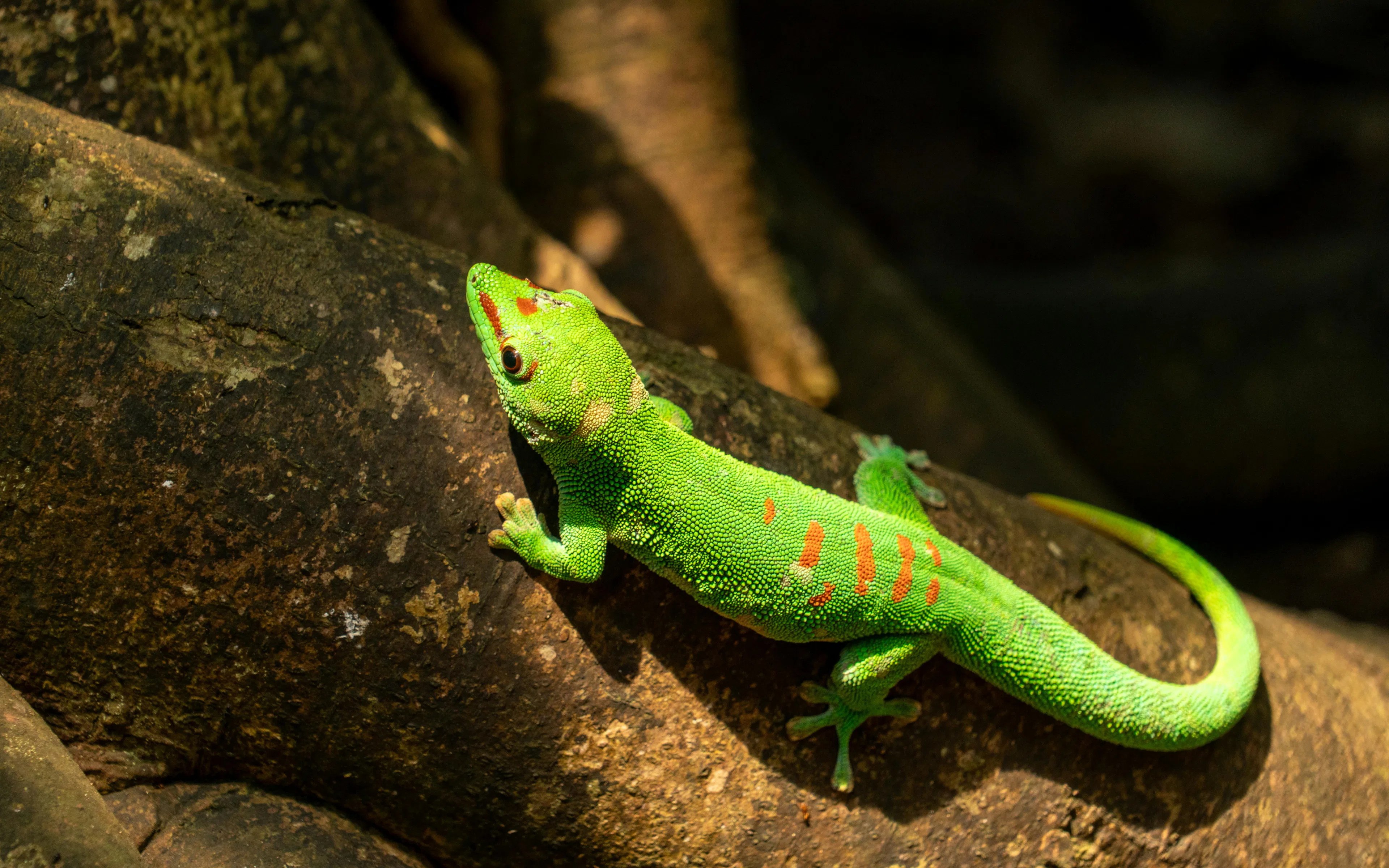Gallery image for Masoala Rainforest at Zoo Zürich