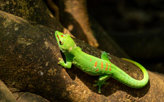 Gecko on a tree branch at Zurich Zoo.