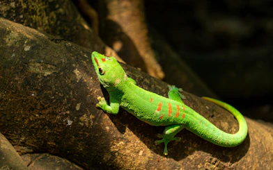 Gecko on a tree branch at Zurich Zoo.