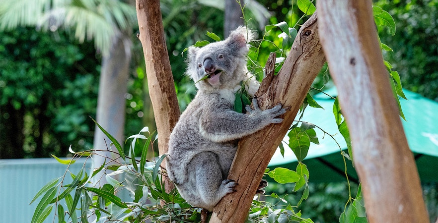 Featherdale Wildlife Park Bilety