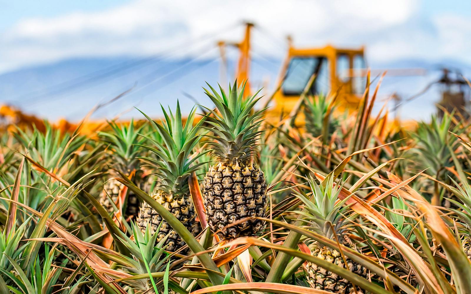 Pineapples growing in a plantation field with machinery in the background.