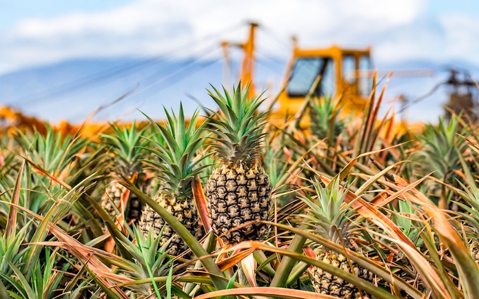 Pineapples growing in a plantation field with machinery in the background.
