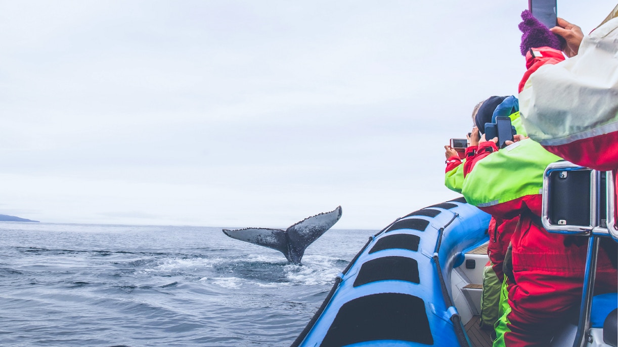 https://cdn-imgix.headout.com/media/images/7999d602a24540a04de2ee3de8ad6f76-RIB%20WHALE%20WATCHING.jpg
